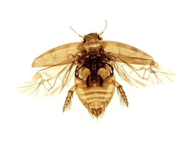 ���������� ��������