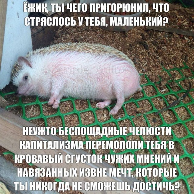 ������ ������� �������� ��� �������� ���