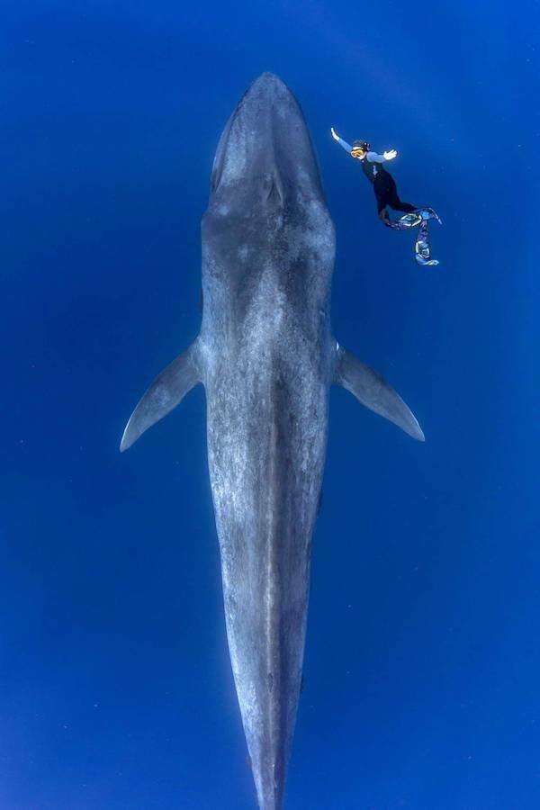 ���������� ��������