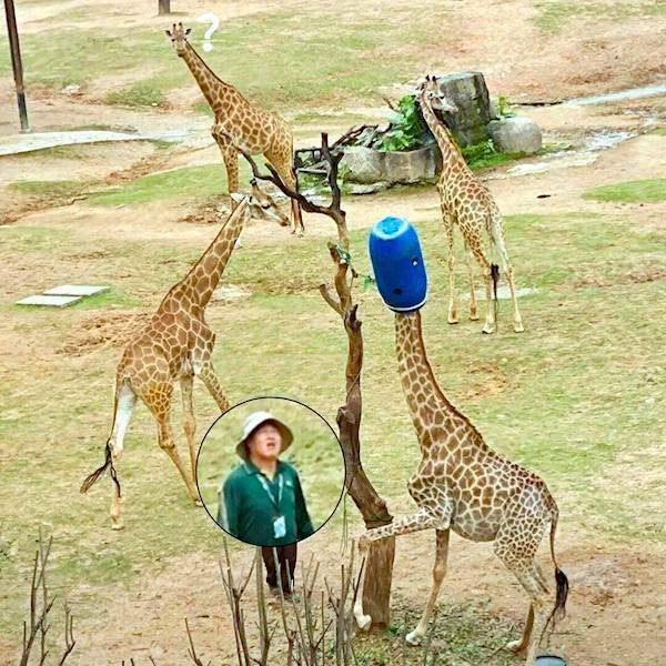 ���������� ��������