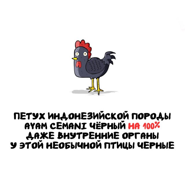 �����, ������� ������: �� �������-����� �� ������������ �������