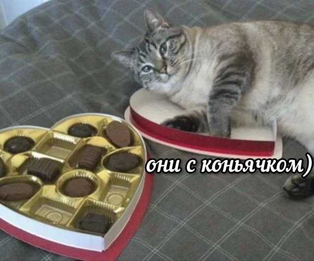 ���� ������� �������