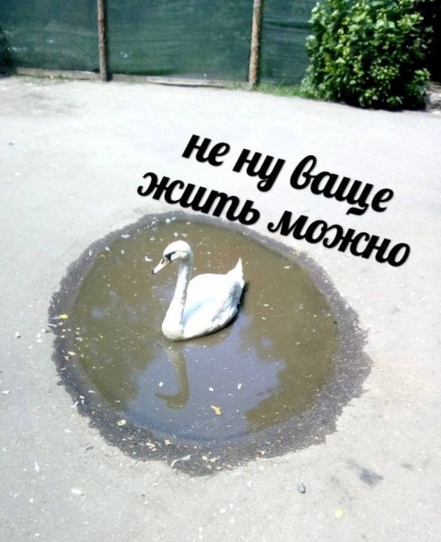 ���� ������� �������