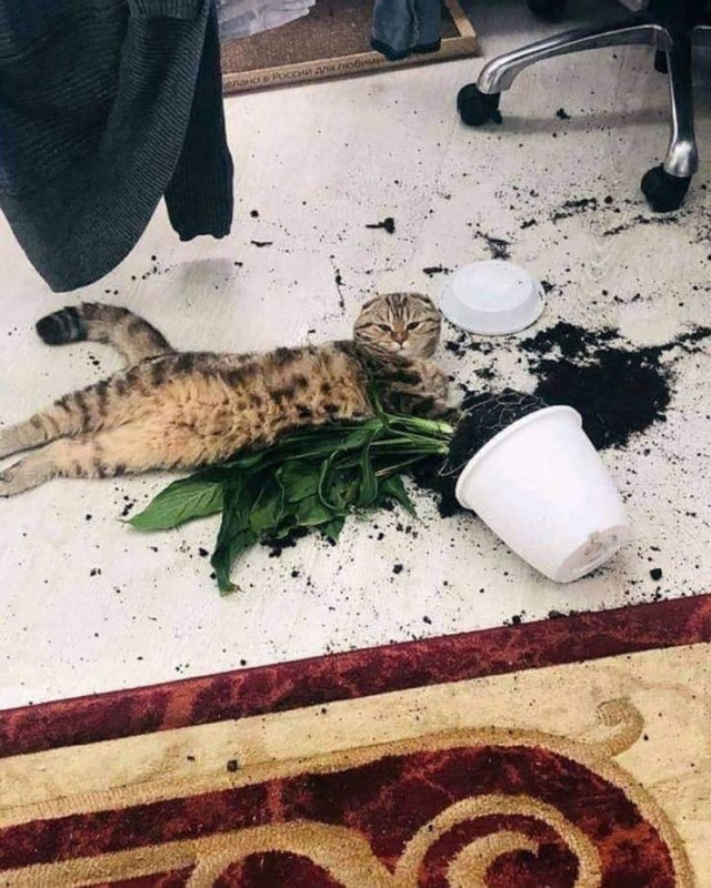 ���������� ��������