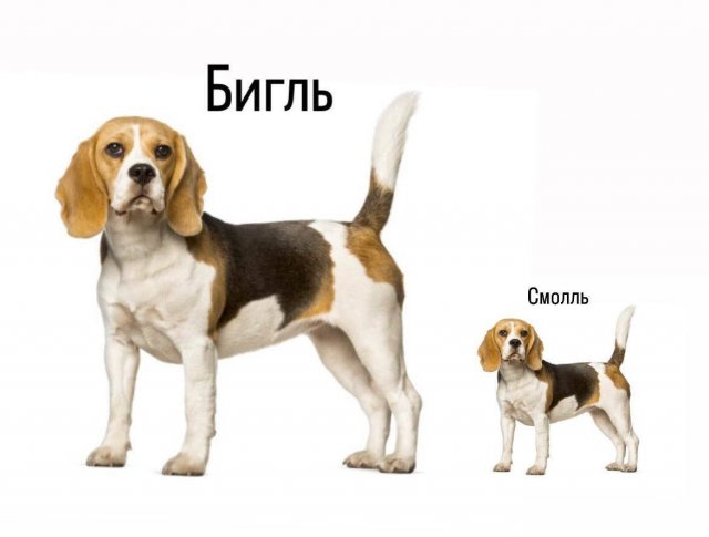 ������� ����