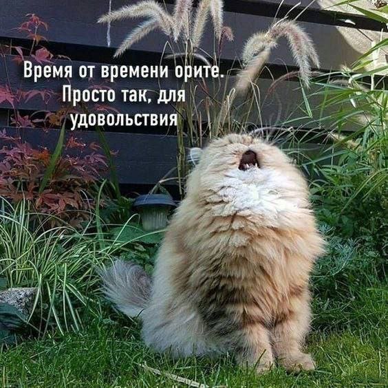 ������� ����