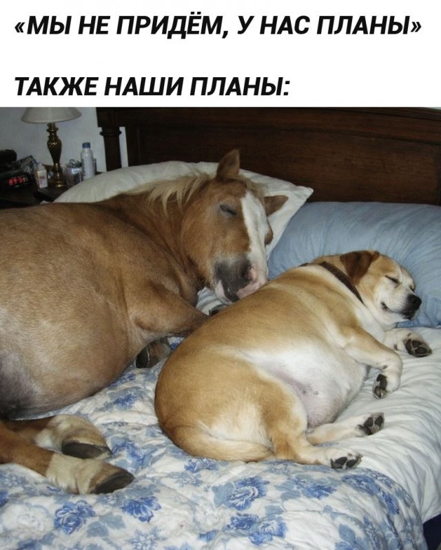 ������� ��������