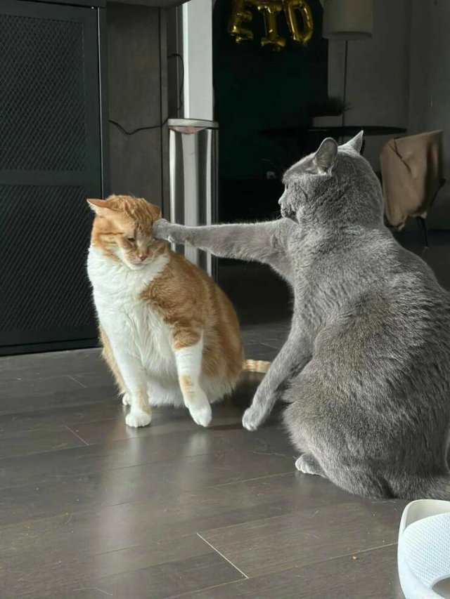 ���������� ��������