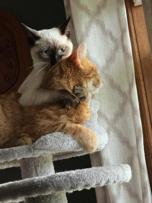 ���������� ��������