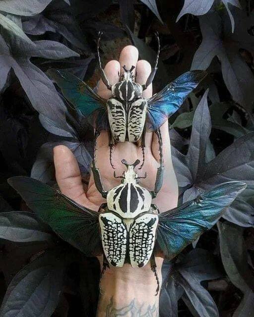 ���������� ��������