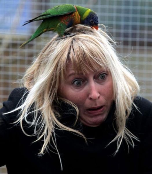 ���������� ��������