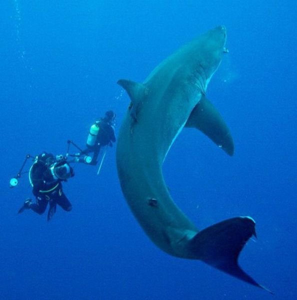 ���������� ��������