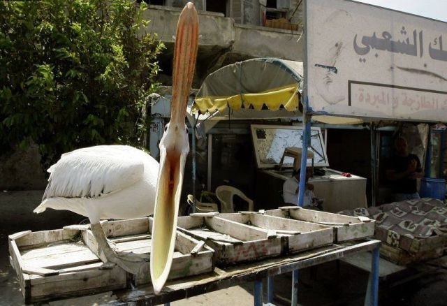 ���������� ��������