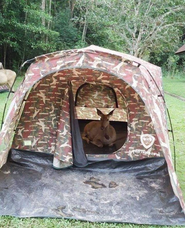 ���������� ��������