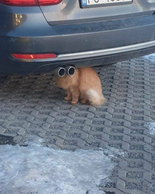 ���������� ��������