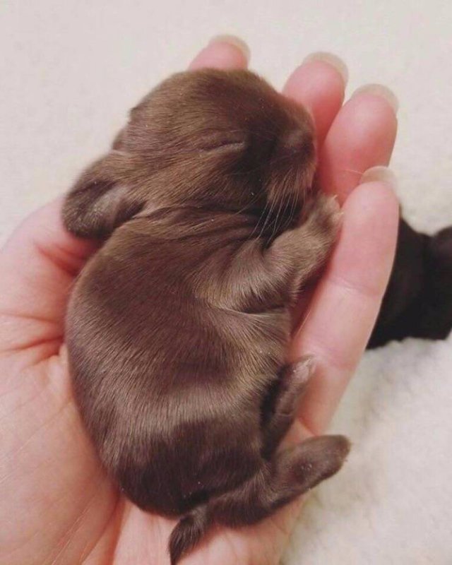 ���������� ��������