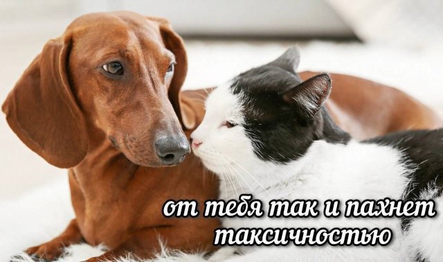 ������� ����