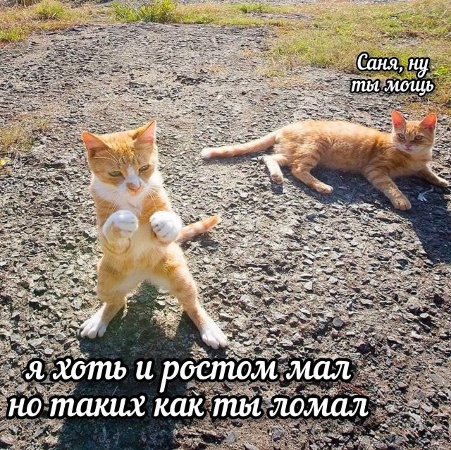 ������� ����