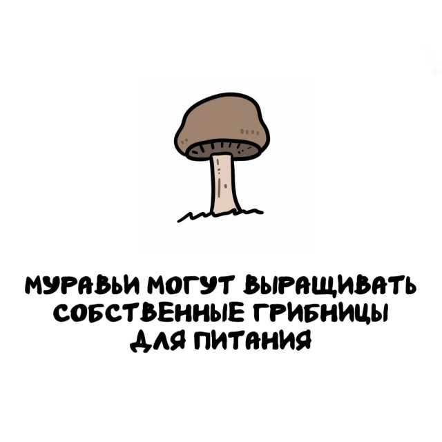 ���������� ����� �� ��� ������ �����
