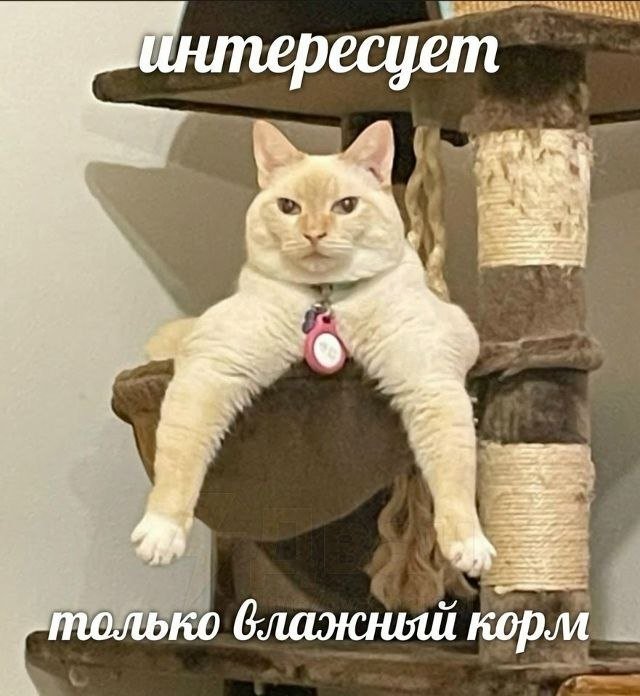 ������� ��������