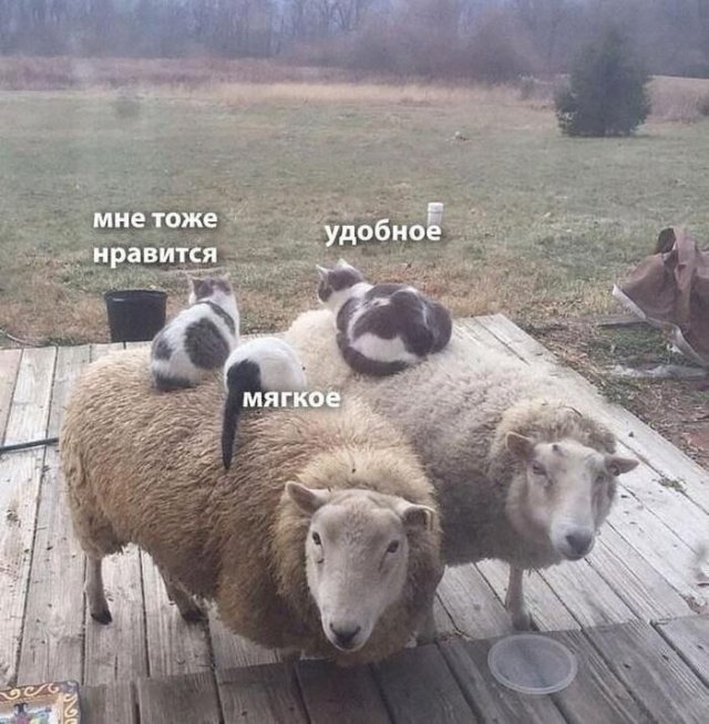 ������� ����