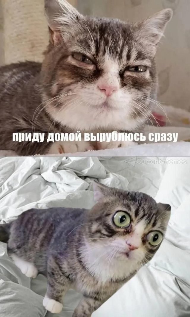 ������� ����