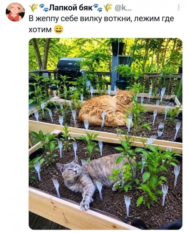 �������� �������� ������ ��� ����
