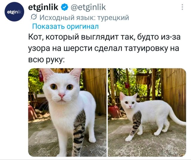 �������� �������� ������ ��� ����