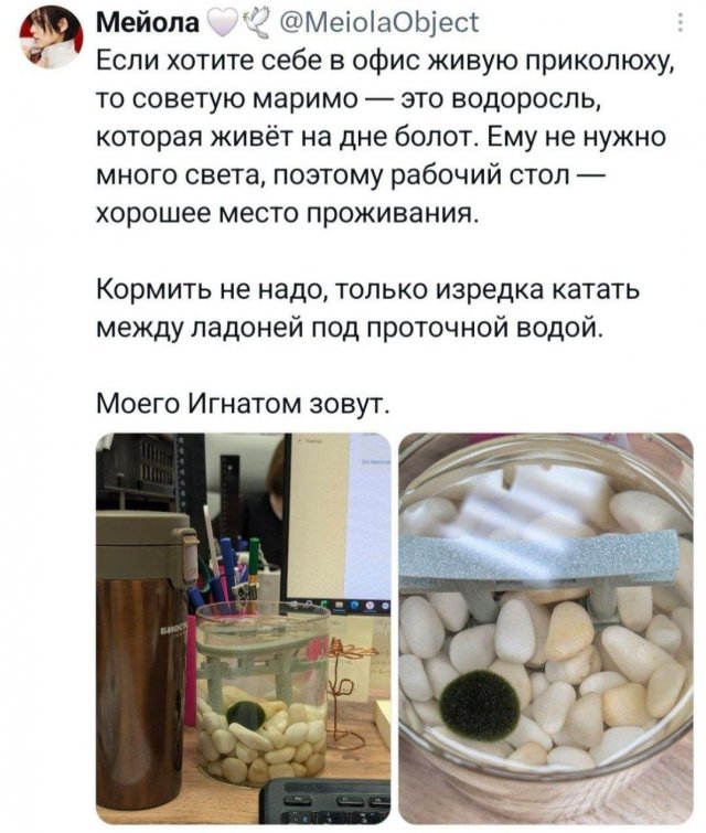 �������� �������� ������ ��� ���� (15 ����)