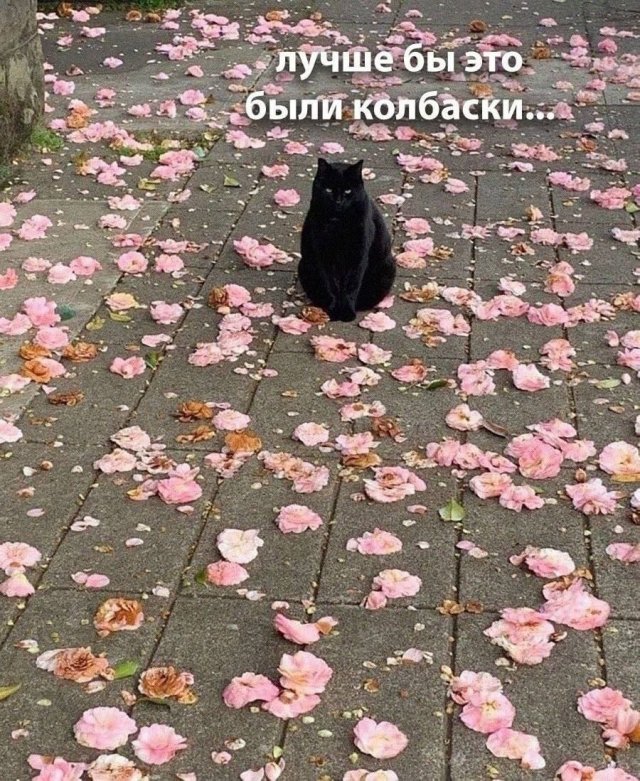 ������� ��������