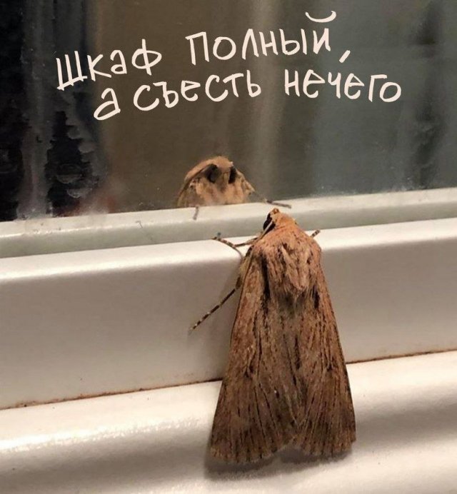 ������� ����