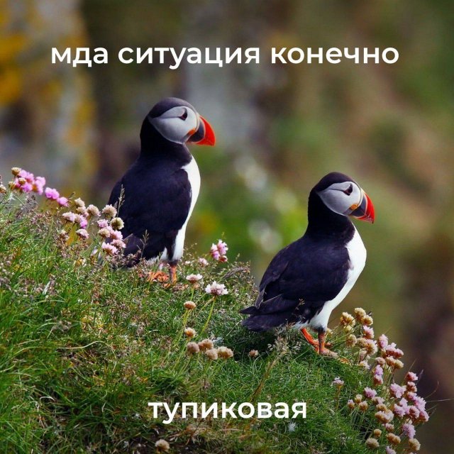 ������� ����